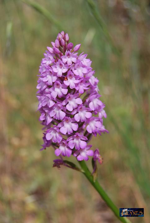 anacamptis pyramidalis .JPG